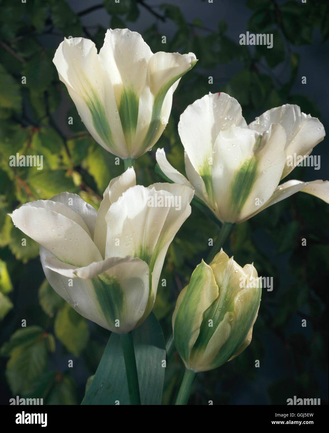Tulipa - `Spring Green' (Late-flowering Viridiflora)   BUL074605 Stock Photo